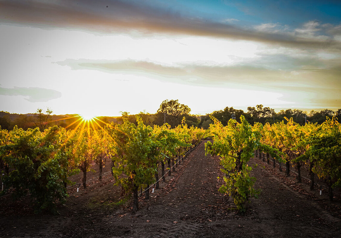 sunset-in-vineyards